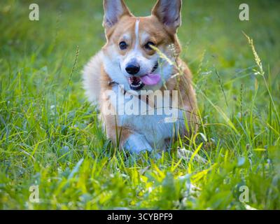 Vollbild eines energiegeladenen Pembroke Welsh Corgi Hundes mit fröhlichem Ausdruck und rosafarbener Zunge, der durch hohes grünes Gras läuft oder sich bewegt Stockfoto