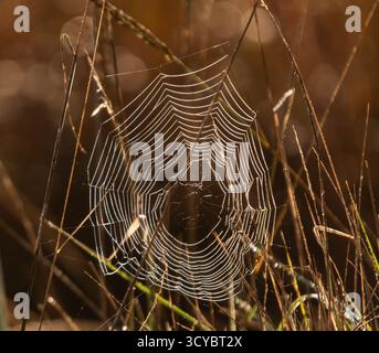 Herbst-Spinnennetz Stockfoto