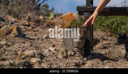 Eine Hand reicht, um eine freundliche Tabbykatze zu streicheln, die auf felsigem Gelände unter warmem Sonnenlicht steht. Stockfoto