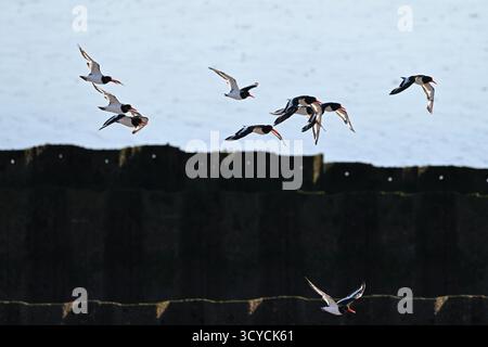 Austernfänger, Haematopus ostralegus UK September Stockfoto