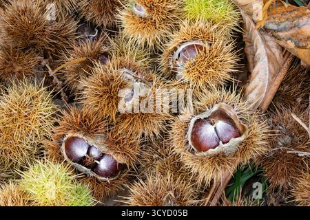Süße Kastanie, Castanea sativa, Wurf, mit Nüssen in ihren Stacheln. Forest of Dean, Gloucestershire Stockfoto
