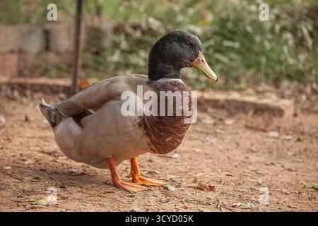 Süße Stockenten stehen im Stall Stockfoto
