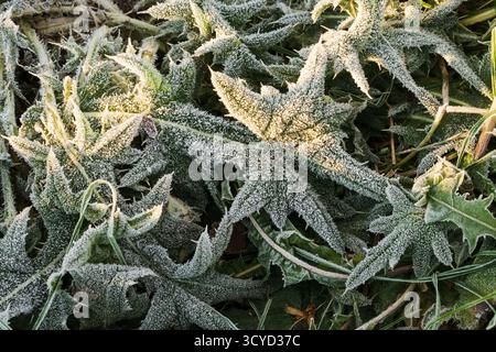 Eine Nahaufnahme von stachelgrünen Blättern, die mit glitzernden Eiskristallen und Raureif während des ersten kalten Herbstmorgendfrostes bedeckt sind. Stockfoto