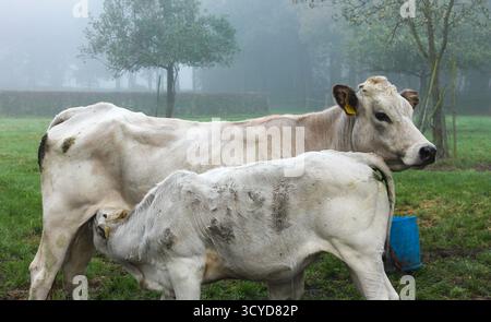 Mutterkuh und Kalb stehen zusammen auf der Weide, Kälber trinken Stockfoto