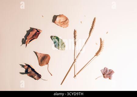 Trockene Herbstblätter und Weizenohren auf beigem Hintergrund im Sonnenlicht. Draufsicht, flach. Stockfoto