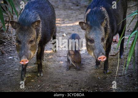 Ein Baby mit Kragen geht zwischen zwei erwachsenen Peckaries in einem Wald Stockfoto