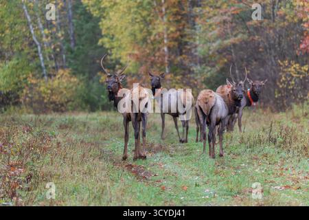 Elche im Clam Lake-Gebiet im Norden von Wisconsin. Stockfoto