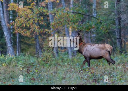 Elche im Clam Lake-Gebiet im Norden von Wisconsin. Stockfoto