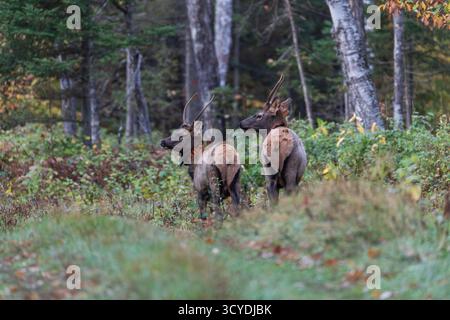 Elche im Clam Lake-Gebiet im Norden von Wisconsin. Stockfoto