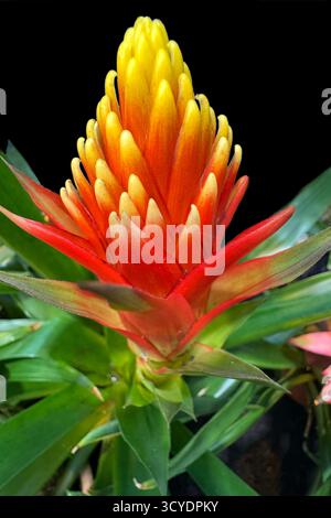 Vrisea Splendens oder flammende Schwert Bromelie Blume auf schwarzem Hintergrund Stockfoto