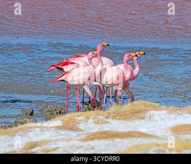 James Flamigos Kongregationen auf Laguna Colorada im Altiplano von Bolivien Stockfoto