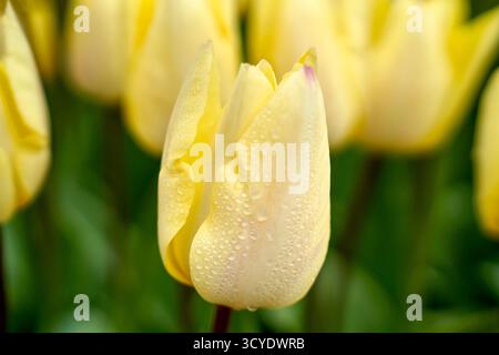 Tulpen gelbe Überraschung in der Blüte, Niederlande Stockfoto