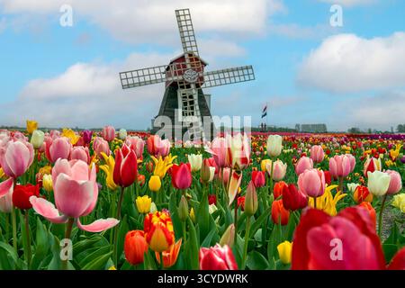 Die Windmühle auf dem Gebiet der blühenden Tulpen, Niederlande Stockfoto