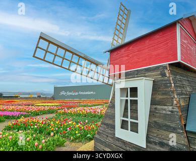 Dekorative Windmühle aus Holz im Tulpenfeld in der Blüte in Amsterdam Experience Visitors Center Stockfoto