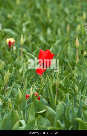 Nachdem alle anderen weg sind... Einsame Tulpe auf dem leeren Feld Stockfoto