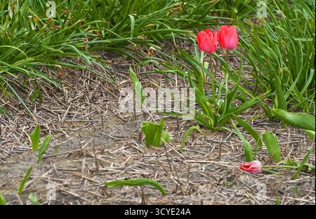 Nachdem alle anderen weg sind... Einsame Tulpen auf dem leeren Feld Stockfoto