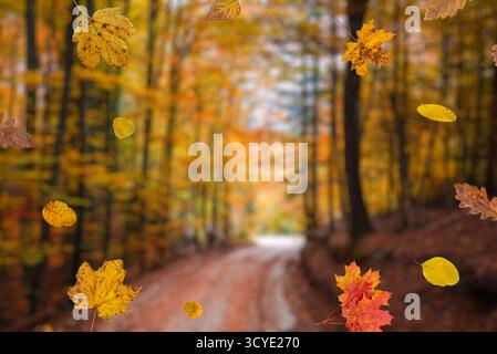 Farbenfrohe Blätter, die entlang des Waldweges fallen, bilden einen warmen und dynamischen Hintergrund für Design und Reisen Stockfoto