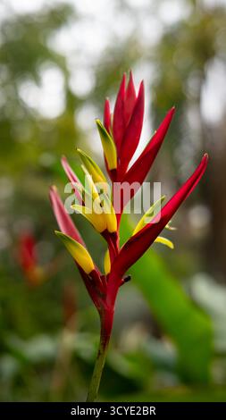 Rotes und gelbes Helikonia Stockfoto