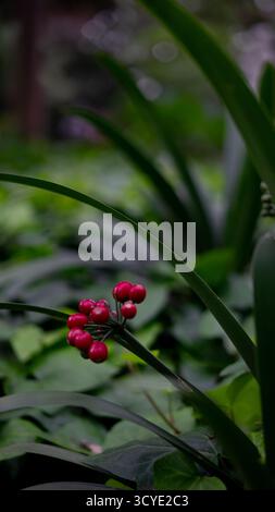Haufen roter Beeren auf einem Zweig Stockfoto