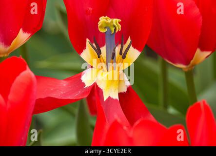 Nahaufnahme der roten Tulpe in der Spätblüte Stockfoto