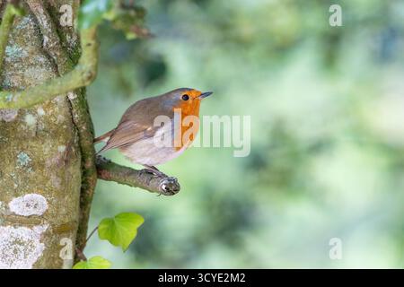 Rotkehlchen (Erithacus Rubecula) Stockfoto