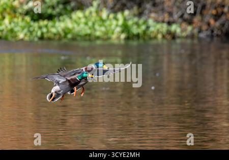 Stockenten (Anas platyrhynchos), zwei Männchen oder Drachen im Flug, kurz davor, in einem Waldteich zu landen Stockfoto
