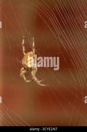 Weibliche europäische Gartenspinne (Araneus diadematus) auf ihrem Netz vor einem Haus Stockfoto