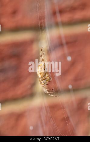 Weibliche europäische Gartenspinne (Araneus diadematus) auf ihrem Netz vor einem Haus Stockfoto