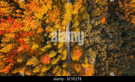Drohnenansicht des Waldes mit farbenfrohen Herbstlaub und geschwungener Straße, ideal für Reisekonzepte, Naturhintergründe und digitale Designs Stockfoto