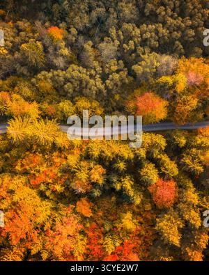 Top-Down-Drohnenfoto von hellen Herbstbäumen in Gold- und Rottönen, die eine lebendige saisonale Landschaft bilden, ideal für Design und Reisen Stockfoto