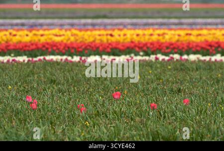 Farbenfrohe Tulpenreihen in der holländischen Landschaft Stockfoto