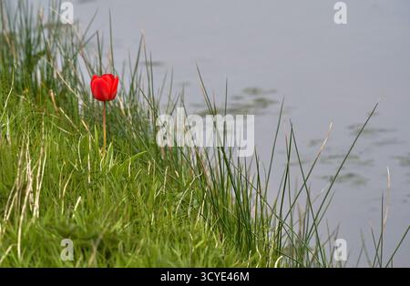 Nachdem alle anderen weg sind... Einsame Tulpe auf dem leeren Feld Stockfoto
