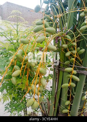 Dattelpalme mit jungen Datteln grünen Datteln zeigt das Bild die lebhaften Farben der Früchte und die komplizierte Struktur der Palme. Stockfoto