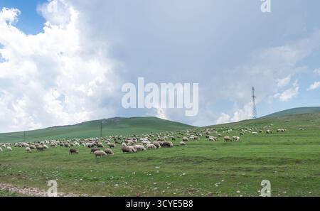 Große Schafherde, die auf einem grasbewachsenen Hügel in der Nähe des Paravani-Sees auf dem Javakheti-Plateau weiden. Paravani Lake, Javakheti, Georgia. 18. Juli 2020. Stockfoto