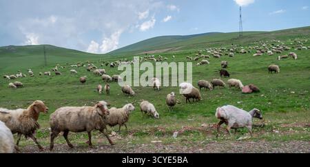 Große Schafherde, die auf einem grasbewachsenen Hügel in der Nähe des Paravani-Sees auf dem Javakheti-Plateau weiden. Paravani Lake, Javakheti, Georgia. 18. Juli 2020. Stockfoto