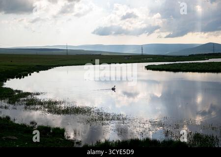Paravani See mit einer kleinen Insel und umliegenden Wiesen auf dem Javakheti Plateau. Javakheti, Georgien. 18. Juli 2020. Stockfoto