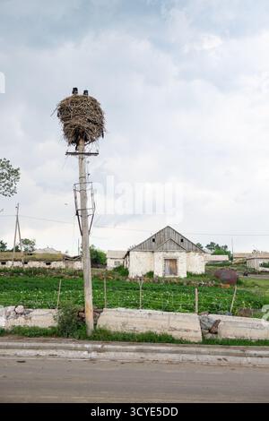 Großes Storchennest mit Vogel auf dem Versorgungsmast an einer ländlichen Dorfstraße in Javakheti in der Nähe des Paravani-Sees. Paravani Lake, Javakheti, Georgia. 18. Juli Stockfoto