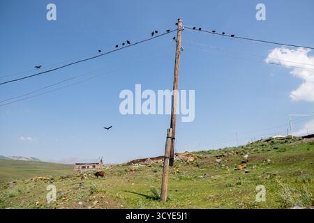 Krähen auf Versorgungsdrähten am Ufer des Paravani Sees mit einer kleinen Insel im Hintergrund. Paravani Lake, Javakheti, Georgia. 18. Juli 2020. Stockfoto