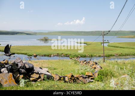 Krähen auf Versorgungsdrähten am Ufer des Paravani Sees mit einer kleinen Insel im Hintergrund. Paravani Lake, Javakheti, Georgia. 18. Juli 2020. Stockfoto