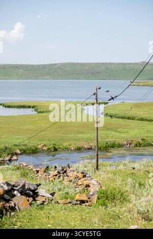 Krähen auf Versorgungsdrähten am Ufer des Paravani Sees mit einer kleinen Insel im Hintergrund. Paravani Lake, Javakheti, Georgia. 18. Juli 2020. Stockfoto