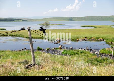 Krähen auf Versorgungsdrähten am Ufer des Paravani Sees mit einer kleinen Insel im Hintergrund. Paravani Lake, Javakheti, Georgia. 18. Juli 2020. Stockfoto