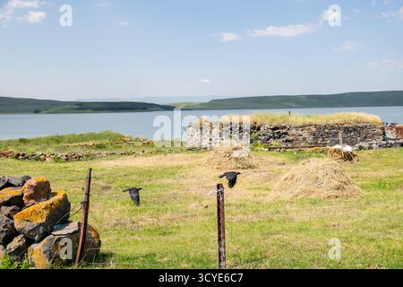 Krähen auf Versorgungsdrähten am Ufer des Paravani Sees mit einer kleinen Insel im Hintergrund. Paravani Lake, Javakheti, Georgia. 18. Juli 2020. Stockfoto