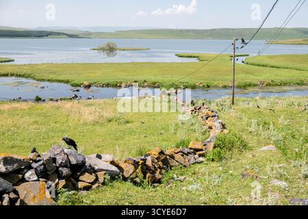 Krähen auf Versorgungsdrähten am Ufer des Paravani Sees mit einer kleinen Insel im Hintergrund. Paravani Lake, Javakheti, Georgia. 18. Juli 2020. Stockfoto
