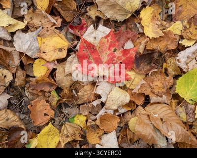 Laubstreu auf dem Waldboden, Quebec, Kanada Stockfoto