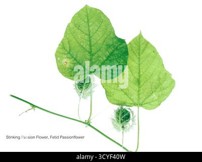 Passionsfrucht, wissenschaftlich bekannt als Passiflora foetida, ist eine Kletterrebe mit einem unangenehmen Geruch, der durch beschädigte Blätter verursacht wird. Sie ist im Süden beheimatet Stockfoto