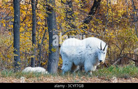 Felsige Bergziegen grasen entlang der Straße, fressen Gras und schauen auf Touristen in den Black Hills, nahe Spearfish, South Dakota. Herbst Bäume. Stockfoto