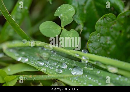 Makrofoto von grünem saftigem Gras mit großen Regentropfen – Top View künstlerische Naturfotografie Stockfoto
