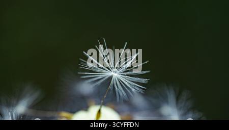 Künstlerisches Makro von Löwenzahn mit Tautropfen – halbblättrige Flusenansicht, Wiesenblume, Herbst- und Sommer-Hintergrund Stockfoto