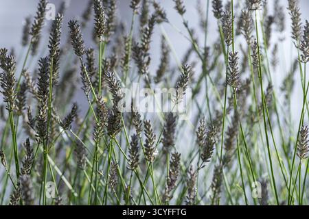 Leerer Fußweg bedeckt mit herbstgelben Blättern – gerader Blick zwischen hohen Bäumen Stockfoto