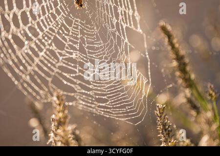 Makrofoto des Spinnennetzes mit kleiner Spinnenkugel und Tau – Hintergrund aus Lavendel, künstlerische Vorderansicht Stockfoto